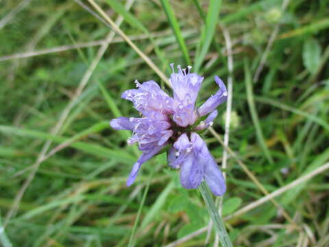 Слика од Knautia arvensis (L.) Coulter