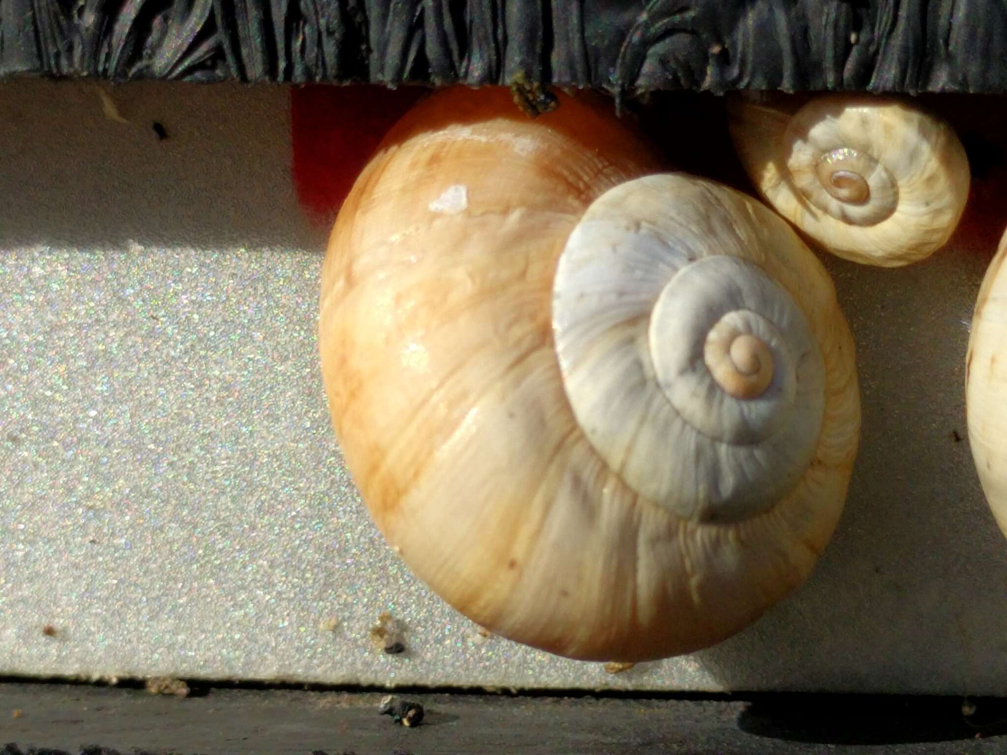 Image of Mediterranean Coastal Snail