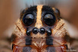 Image of Rabid Wolf Spider