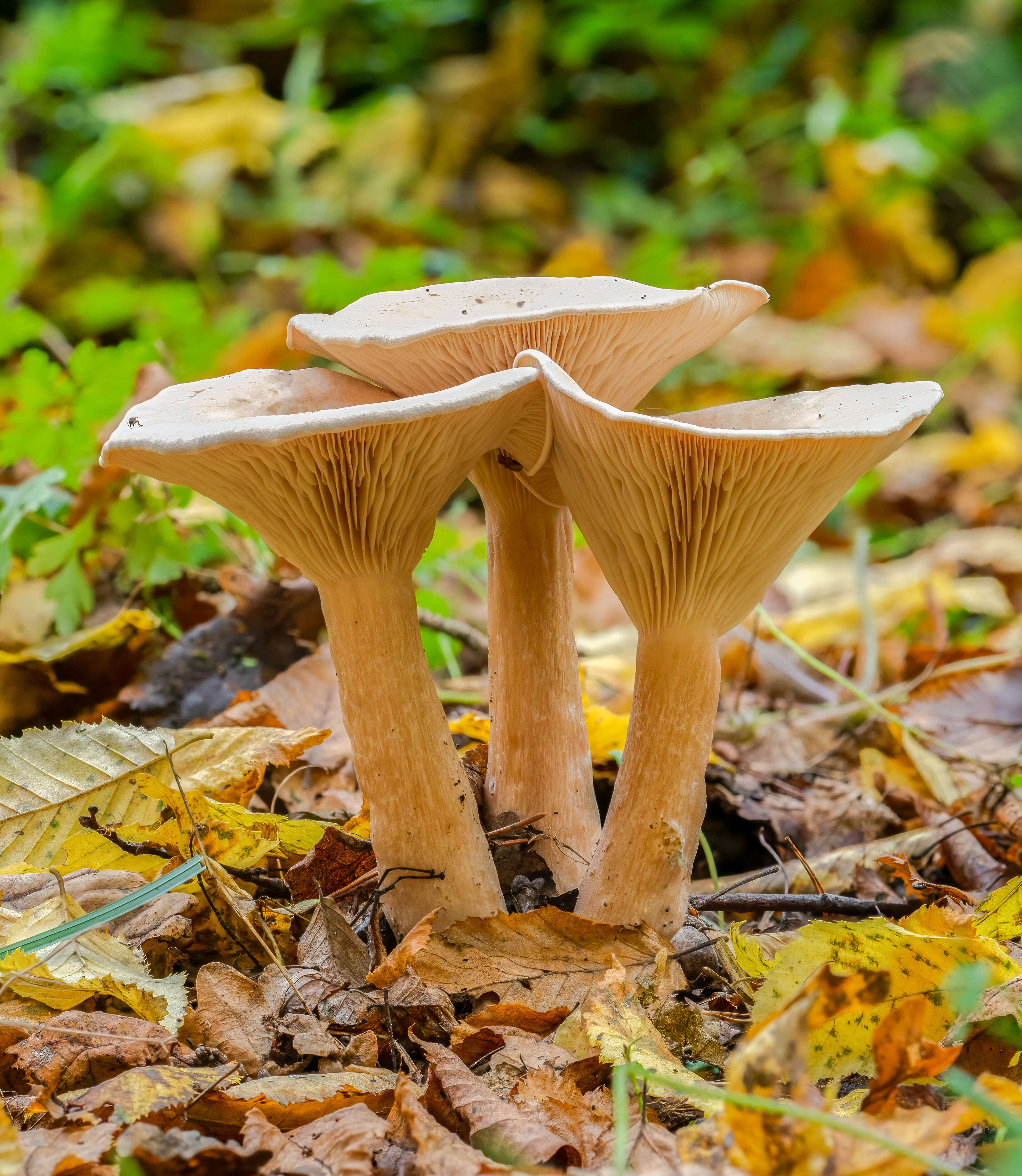 Слика од Clitocybe gibba (Pers.) P. Kumm. 1871