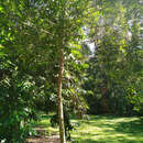 Image of Calophyllum bicolor P. F. Stevens