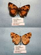 Image of Phyciodes cocyta