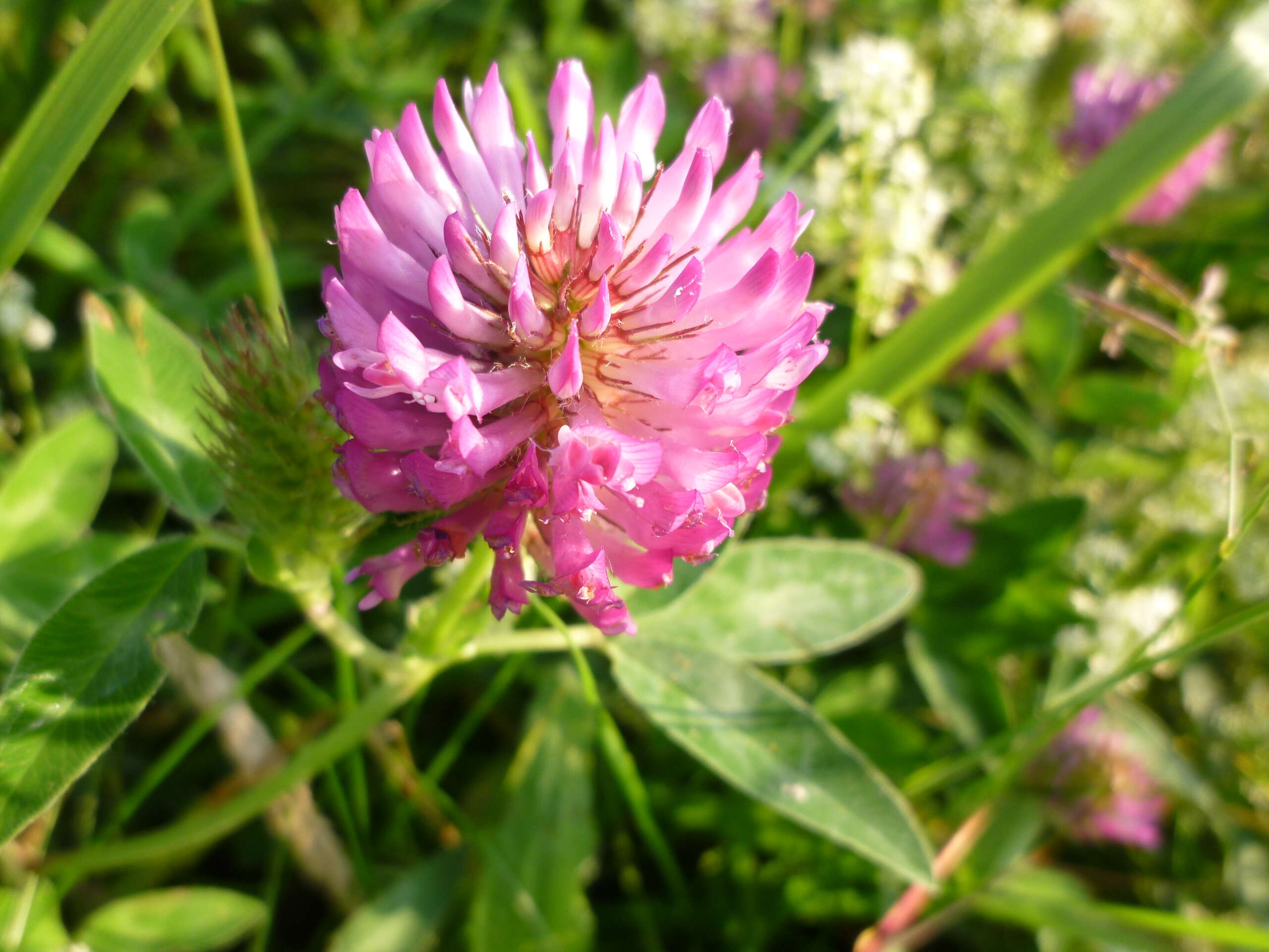 Imagem de Trifolium medium L.