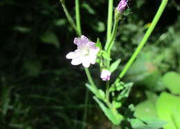 Image of american willowherb