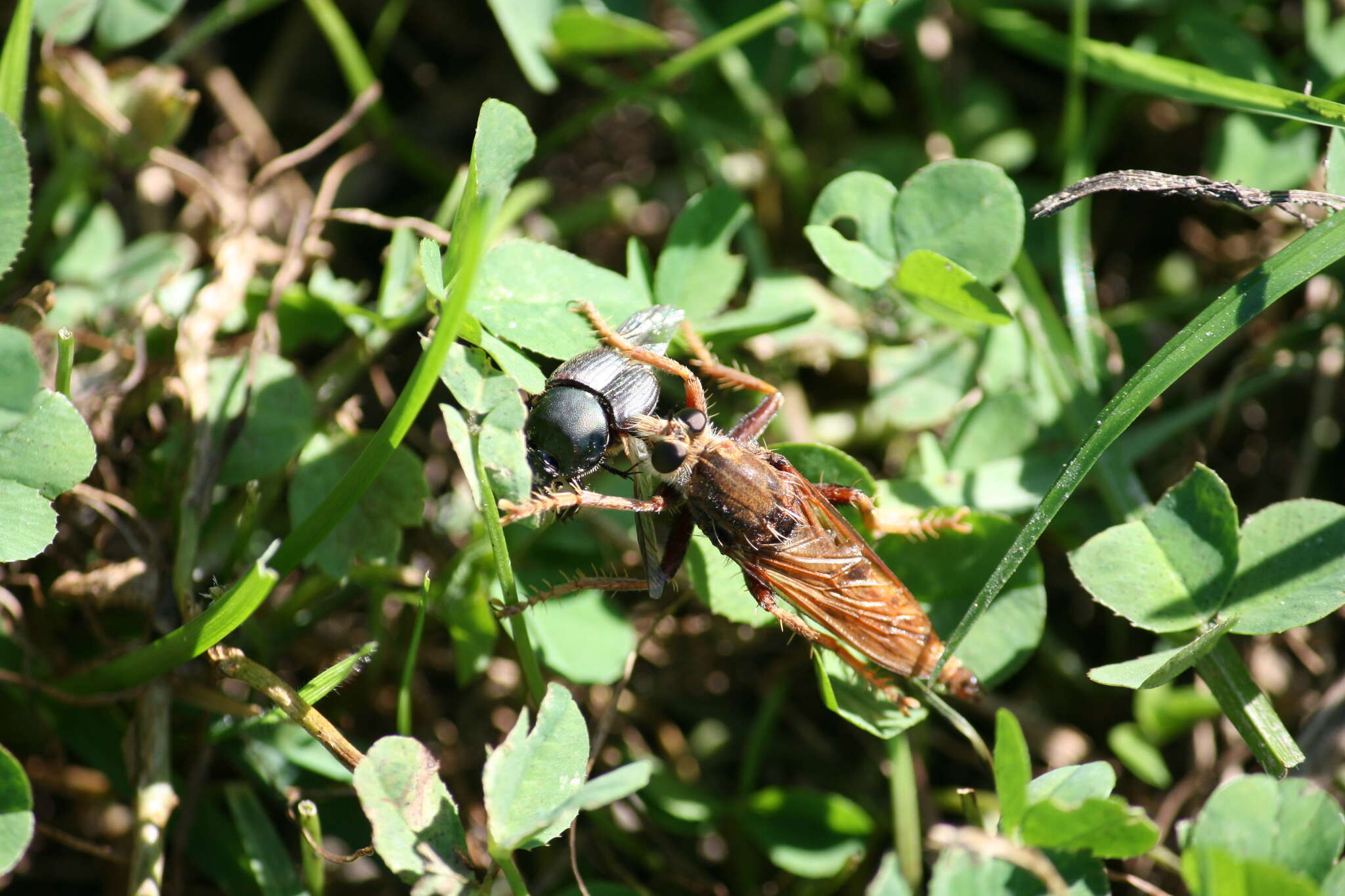 Image of Hornet robberfly