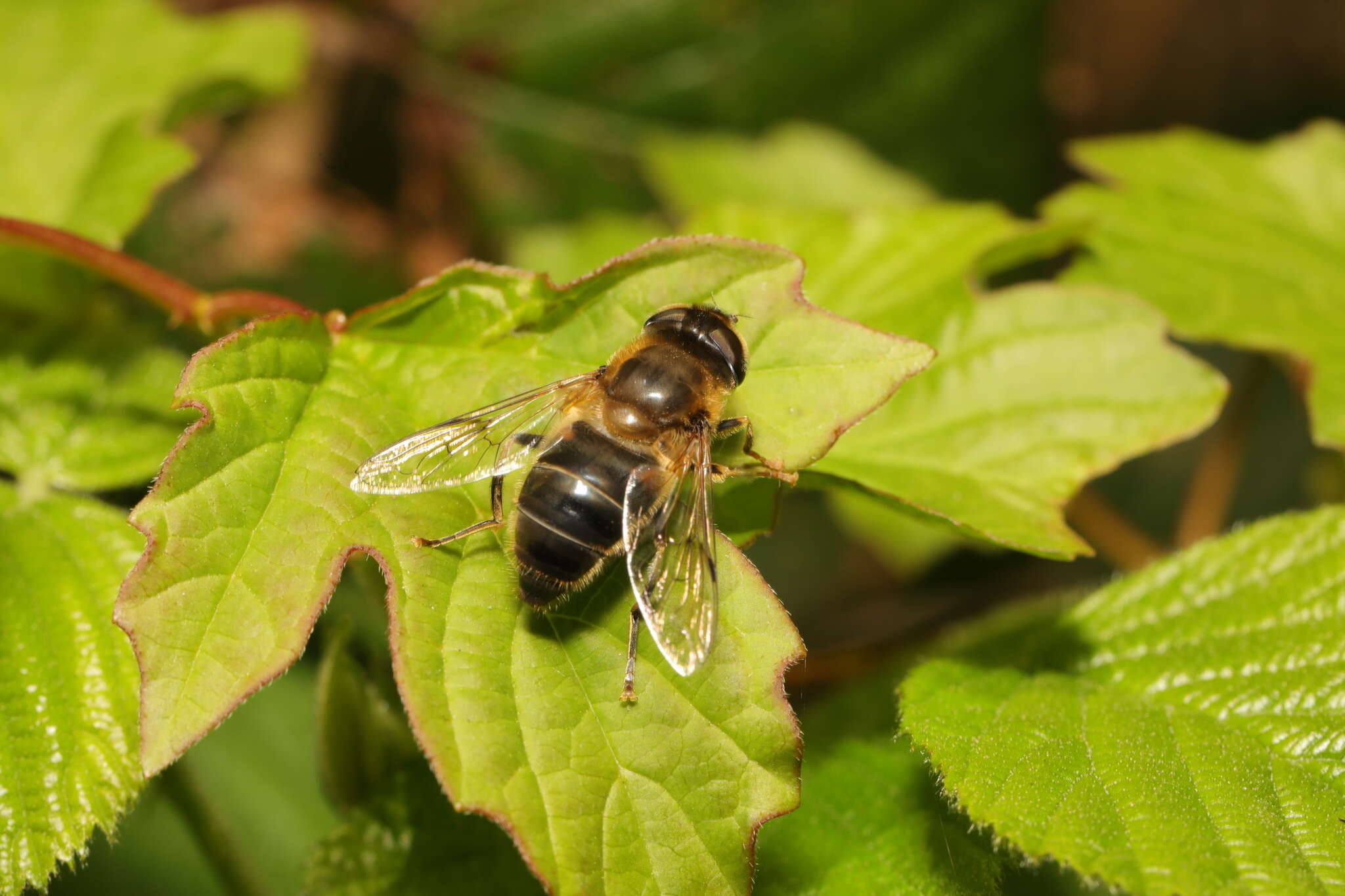 Слика од Eristalis pertinax (Scopoli 1763)