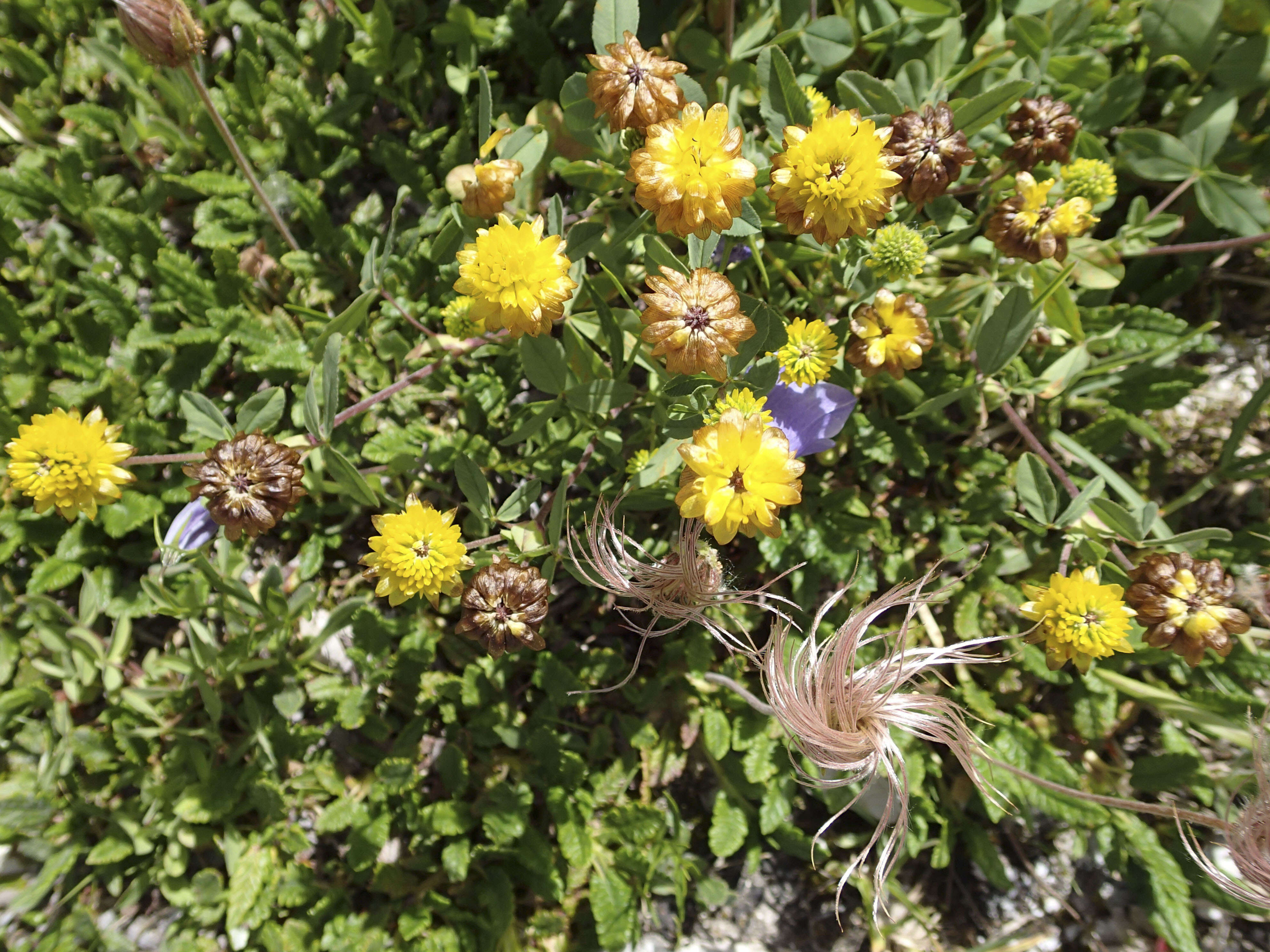 Image of brown clover