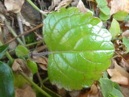 Image de Plectranthus verticillatus (L. fil.) Druce