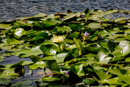 Image of Pygmy Water-Lily