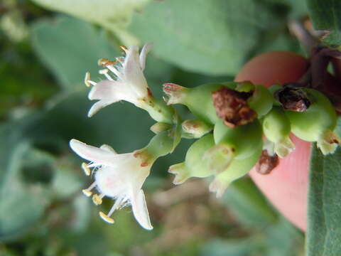 Image of western snowberry