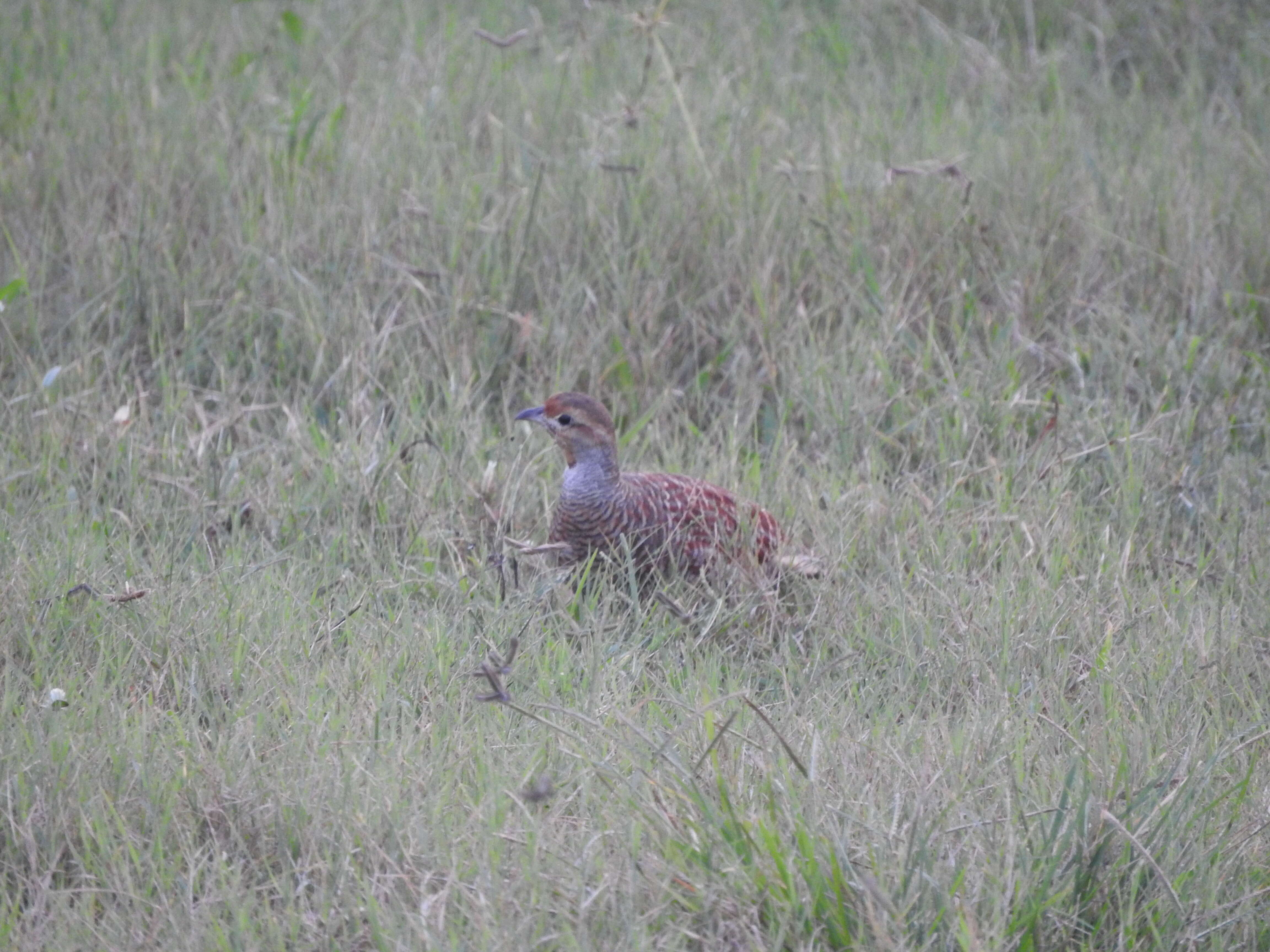 Image of Gray Francolin