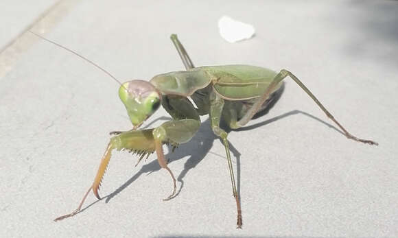 Image of Mantis