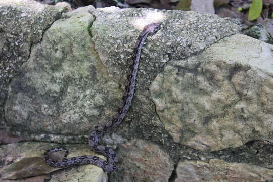 Image of Central American Boa