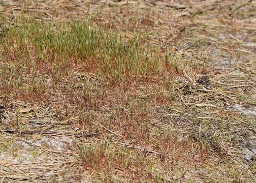 Image of early hair-grass