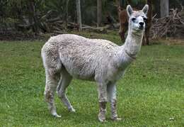 Image of Alpaca