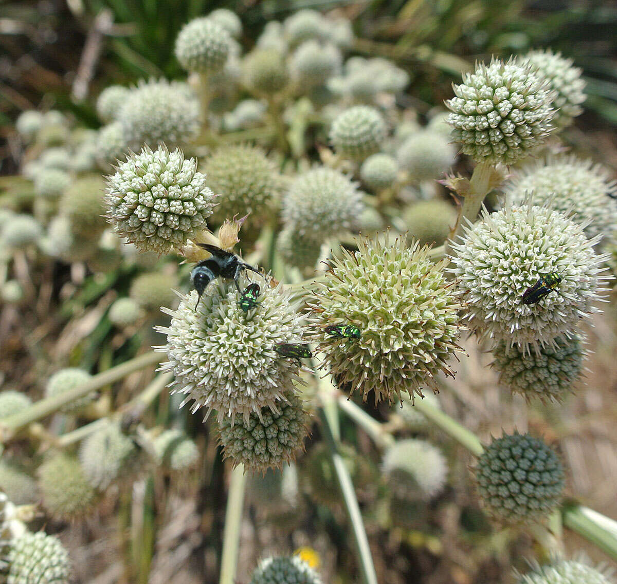 Eryngium humboldtii Delar. resmi