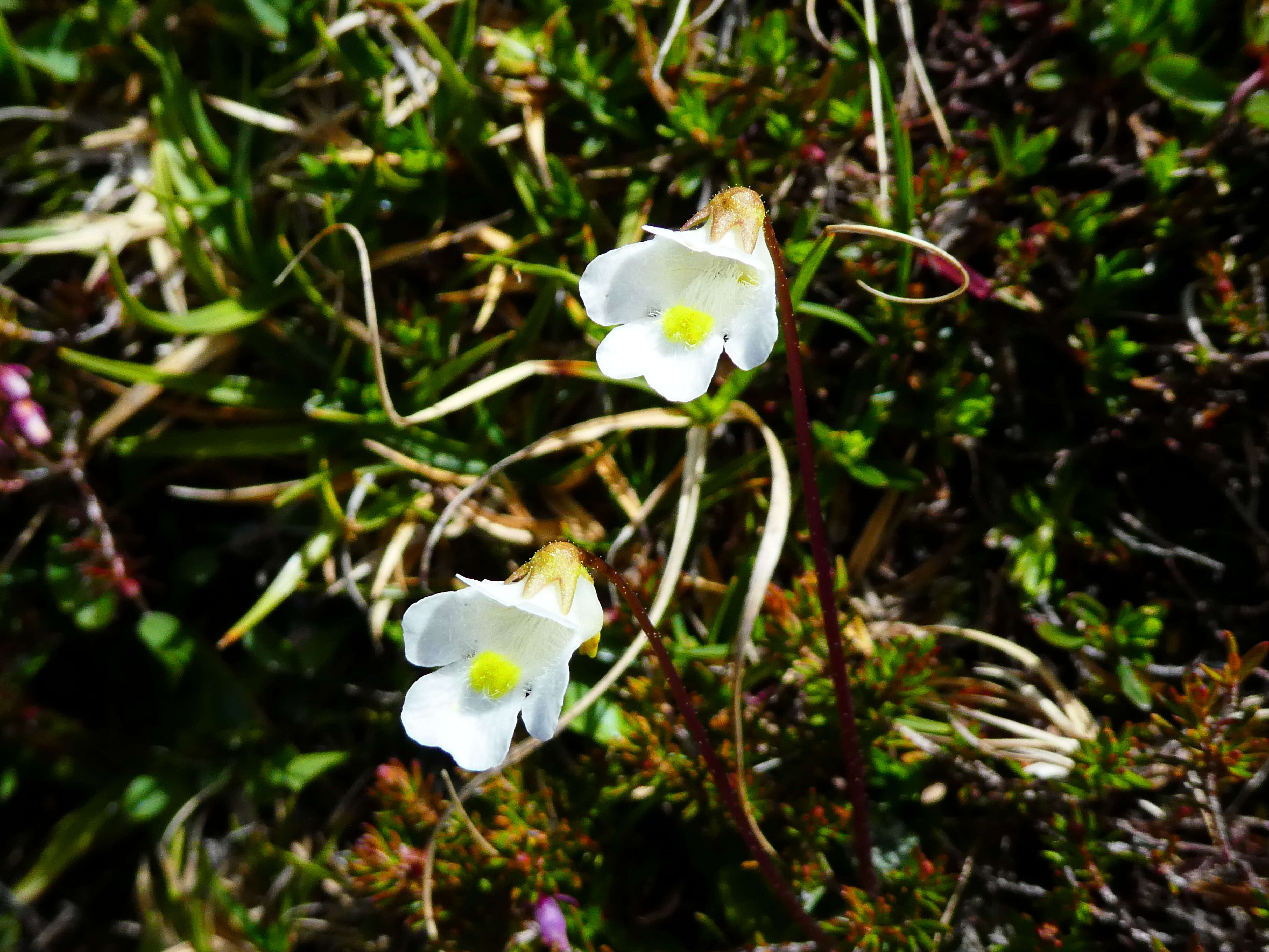 Image of Pinguicula alpina L.