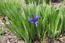 Image of Iris graminea L.