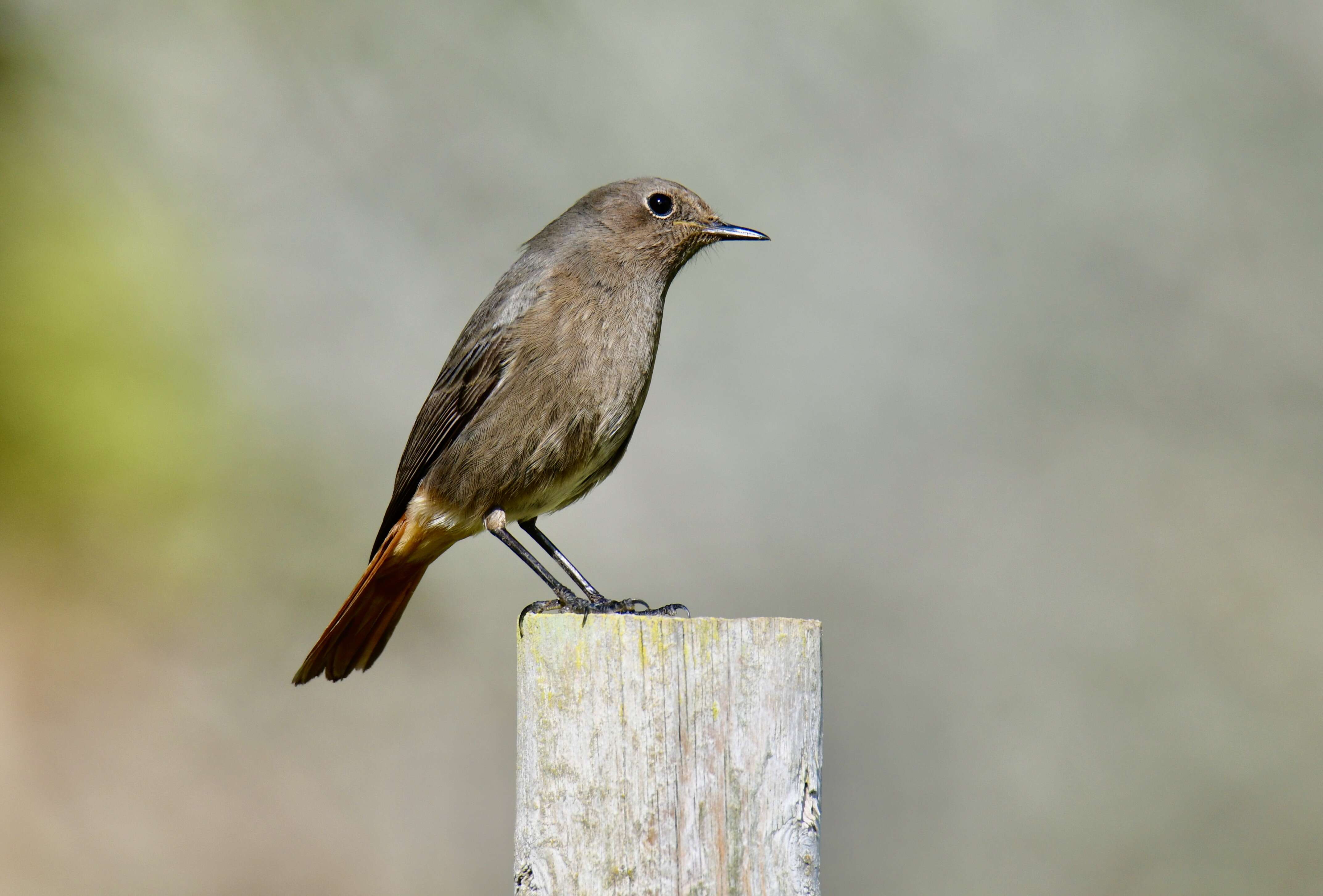 Image of Black Redstart