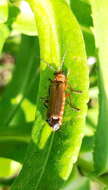 Image de Cantharis rufa