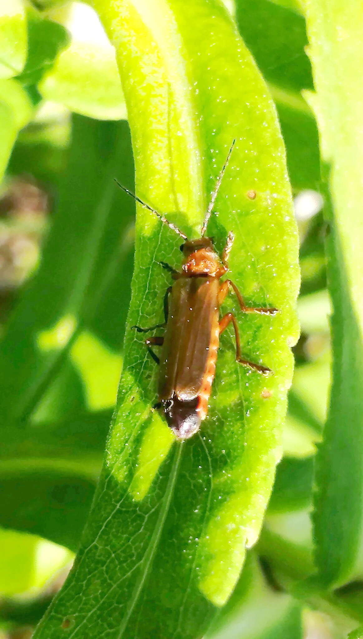 Image de Cantharis rufa