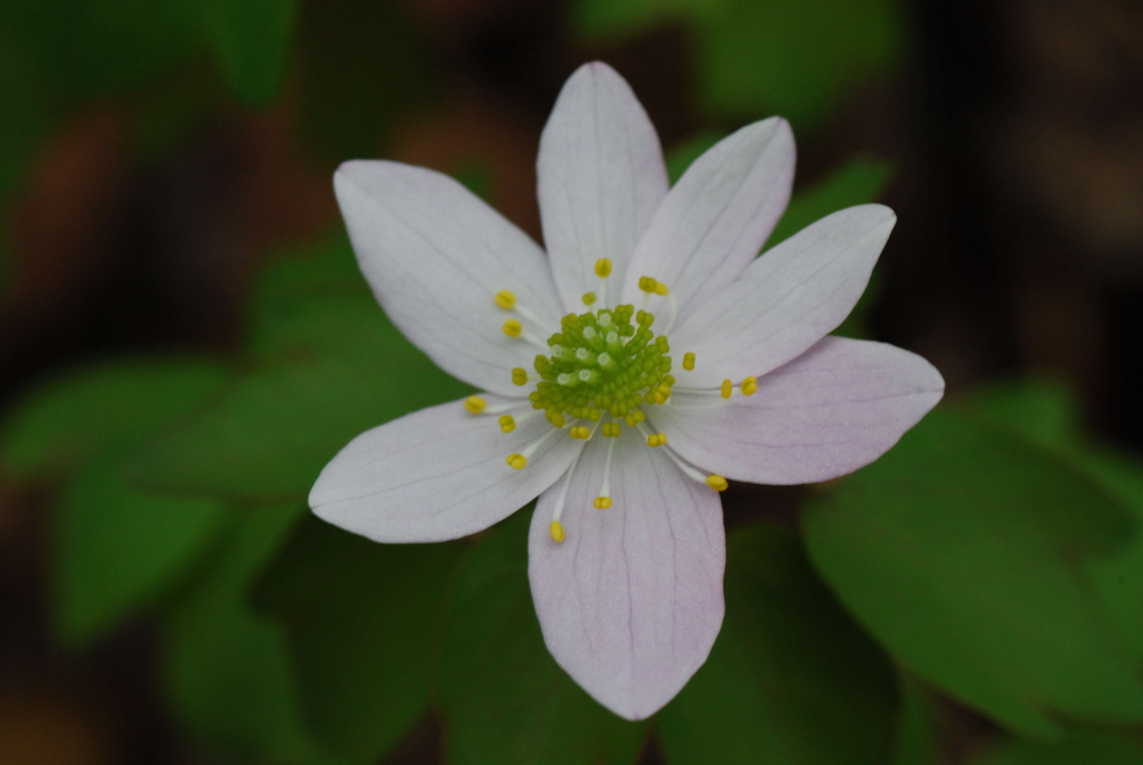 Image of Rue-Anemone