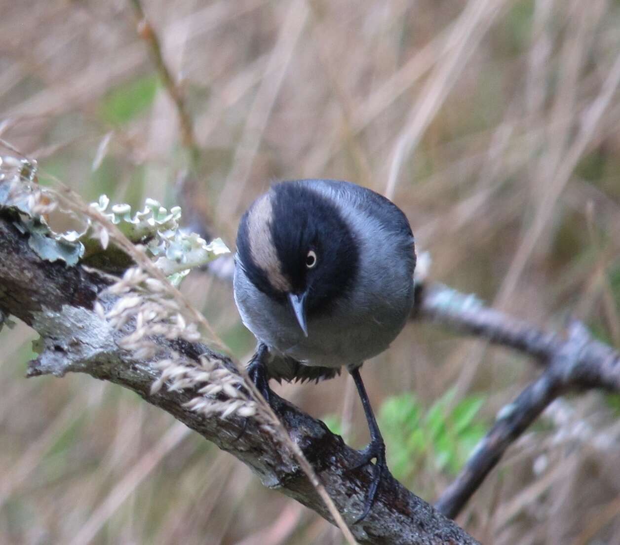 Image of Black-headed Hemispingus