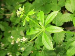 Image of fragrant bedstraw