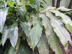 Image of Alpinia malaccensis (Burm. fil.) Roscoe