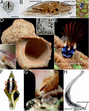 Imagem de Acrothoracica Gruvel 1905