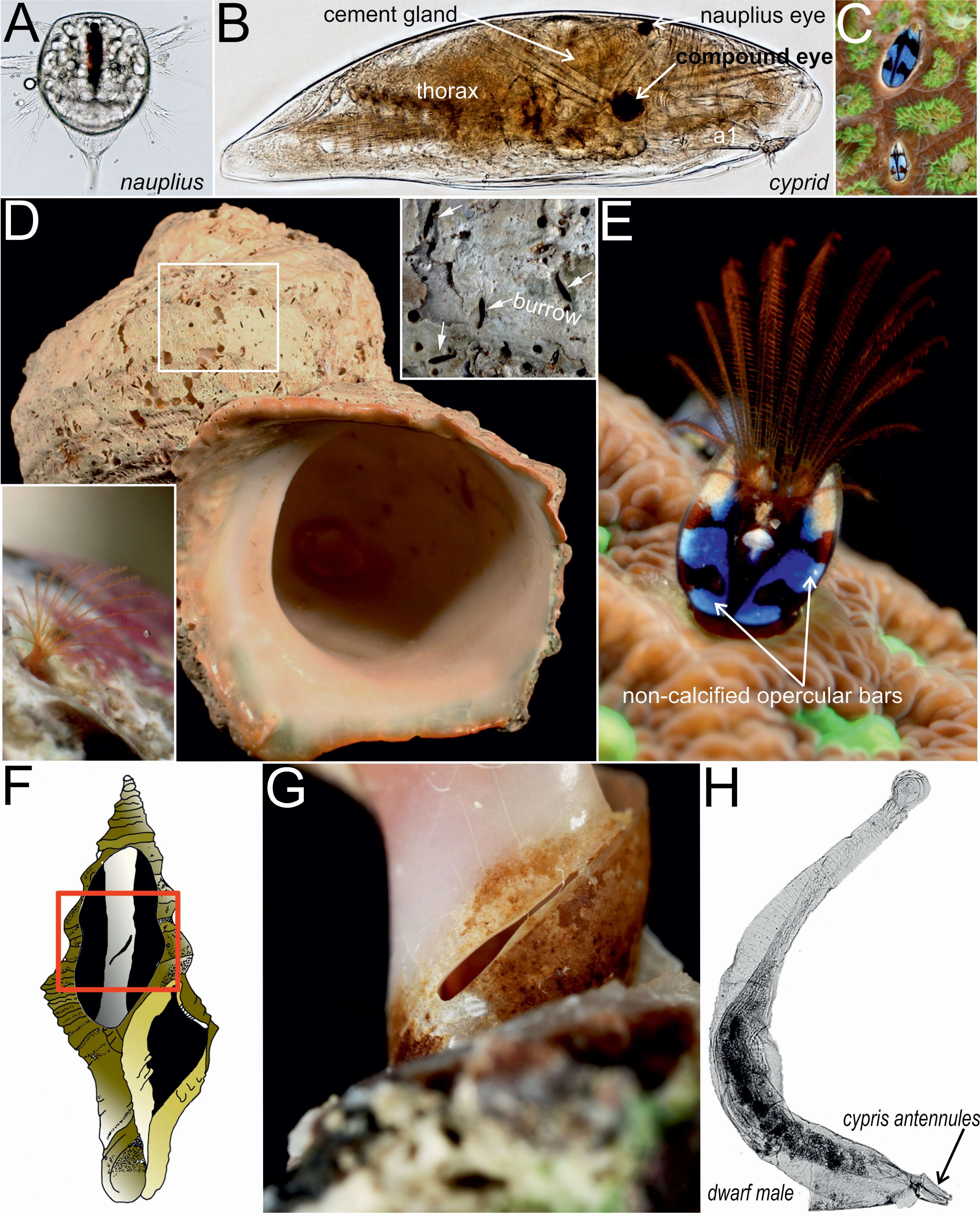 Image of Acrothoracica Gruvel 1905