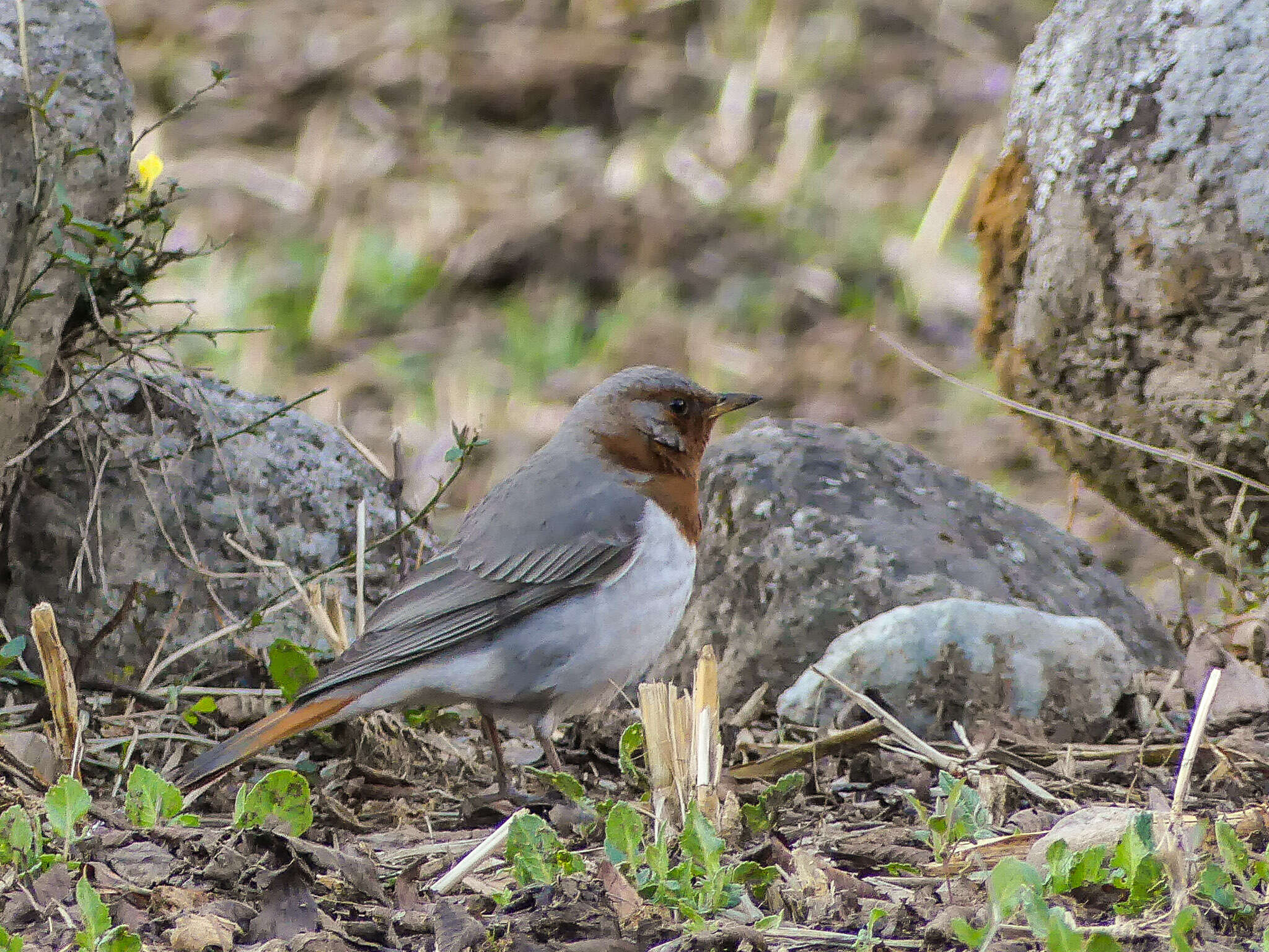 Image of Black-throated Thrush