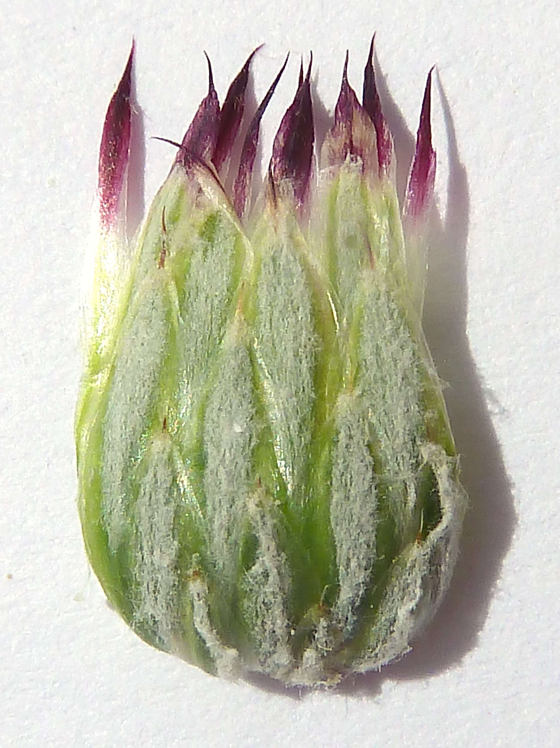 Image of Cage thistle