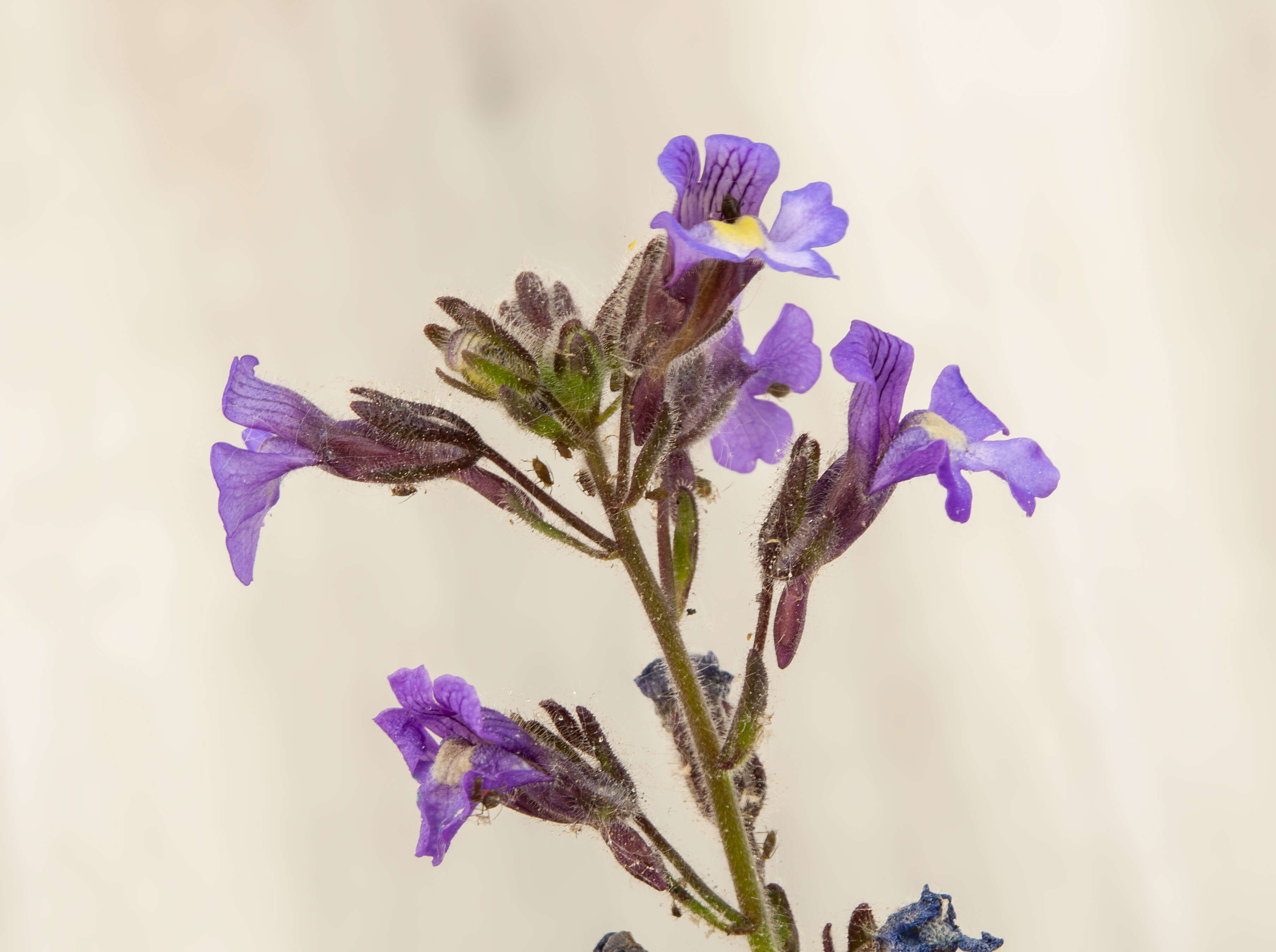 Image of Chaenorhinum origanifolium (L.) Fourr.