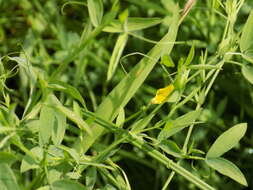 Слика од Lathyrus pratensis L.