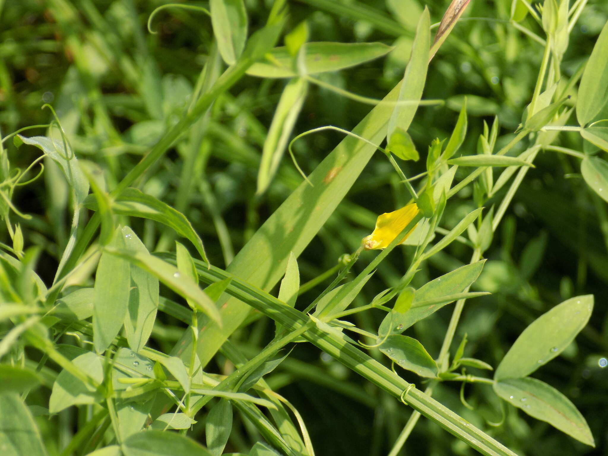 Слика од Lathyrus pratensis L.