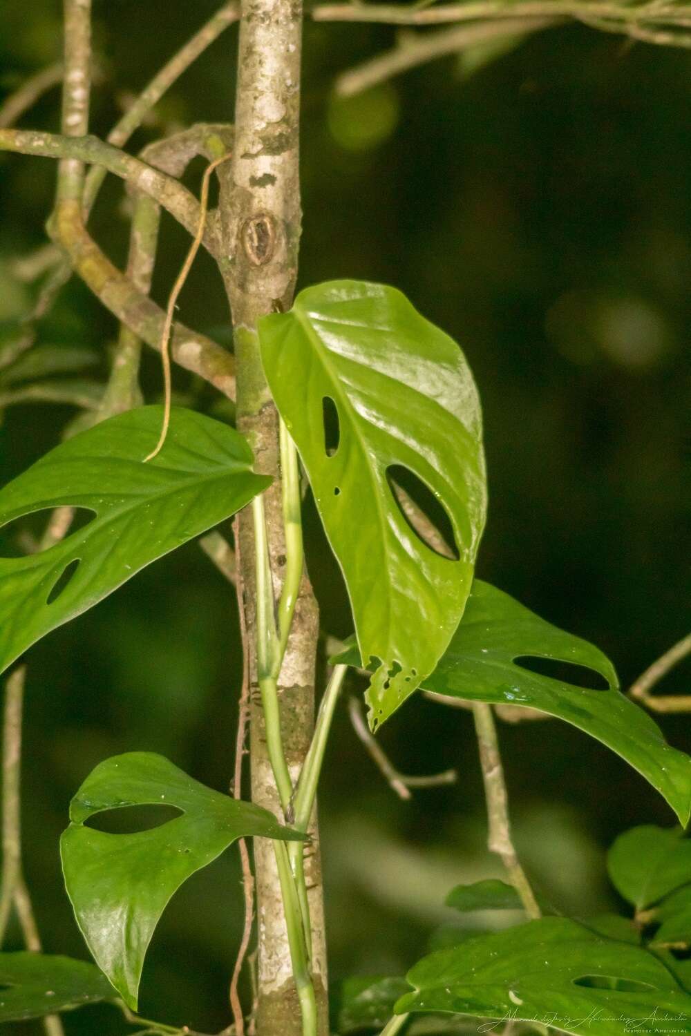 Image of Adanson's monstera