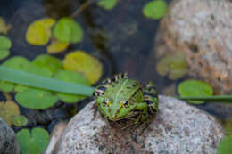 Image of Common frog