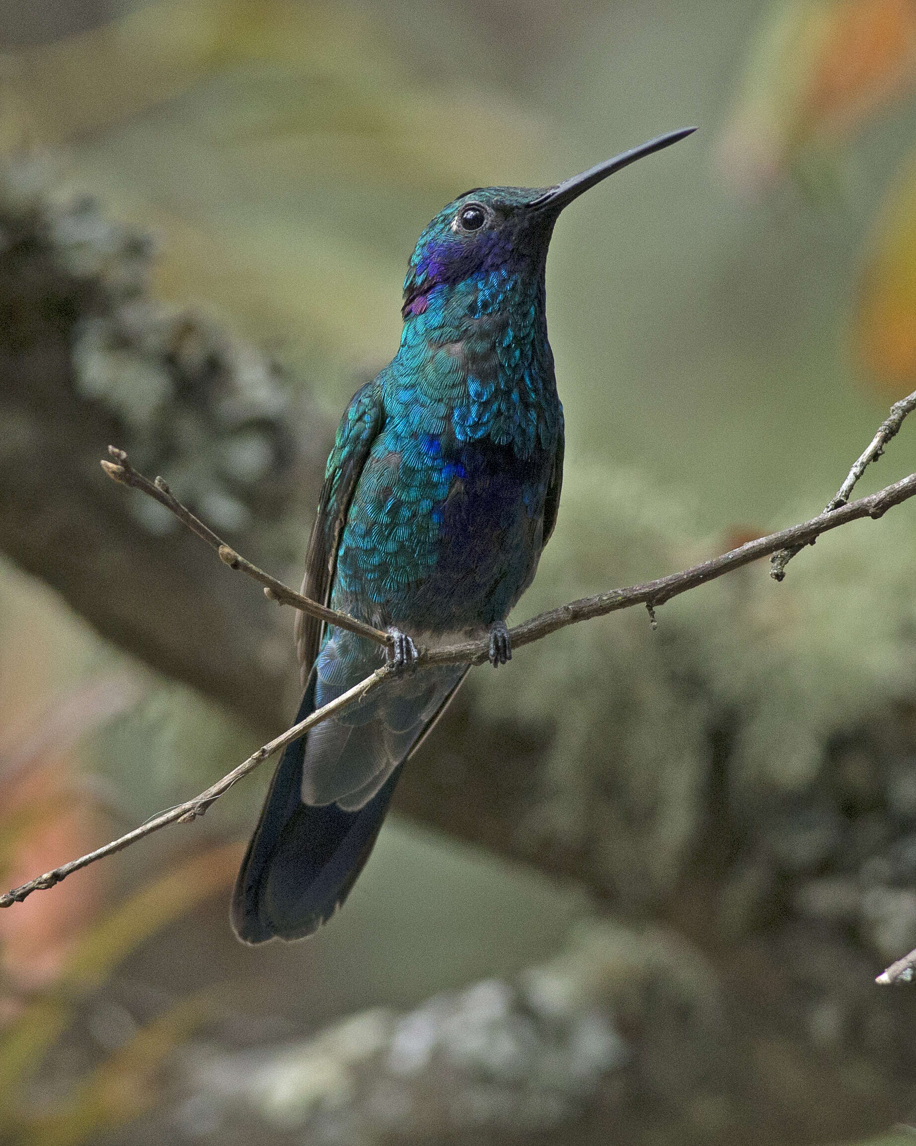 Image of Sparkling Violet-ear