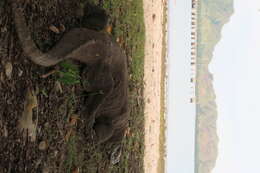 Image of Komodo Dragon