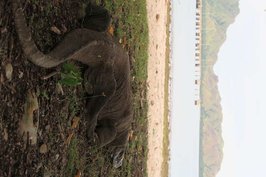 Image of Komodo Dragon