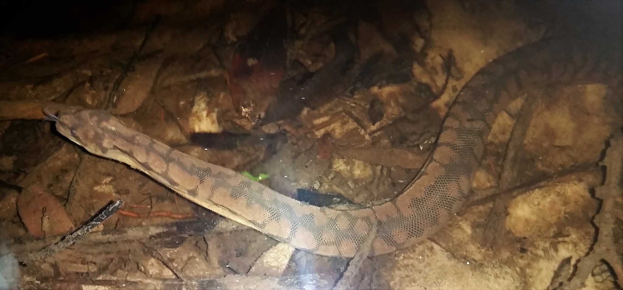 Image of Arafura File Snake