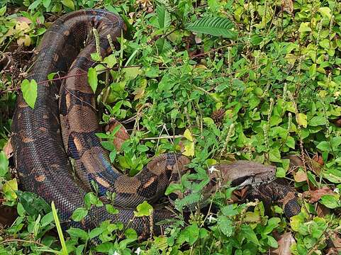 Image of Central American Boa