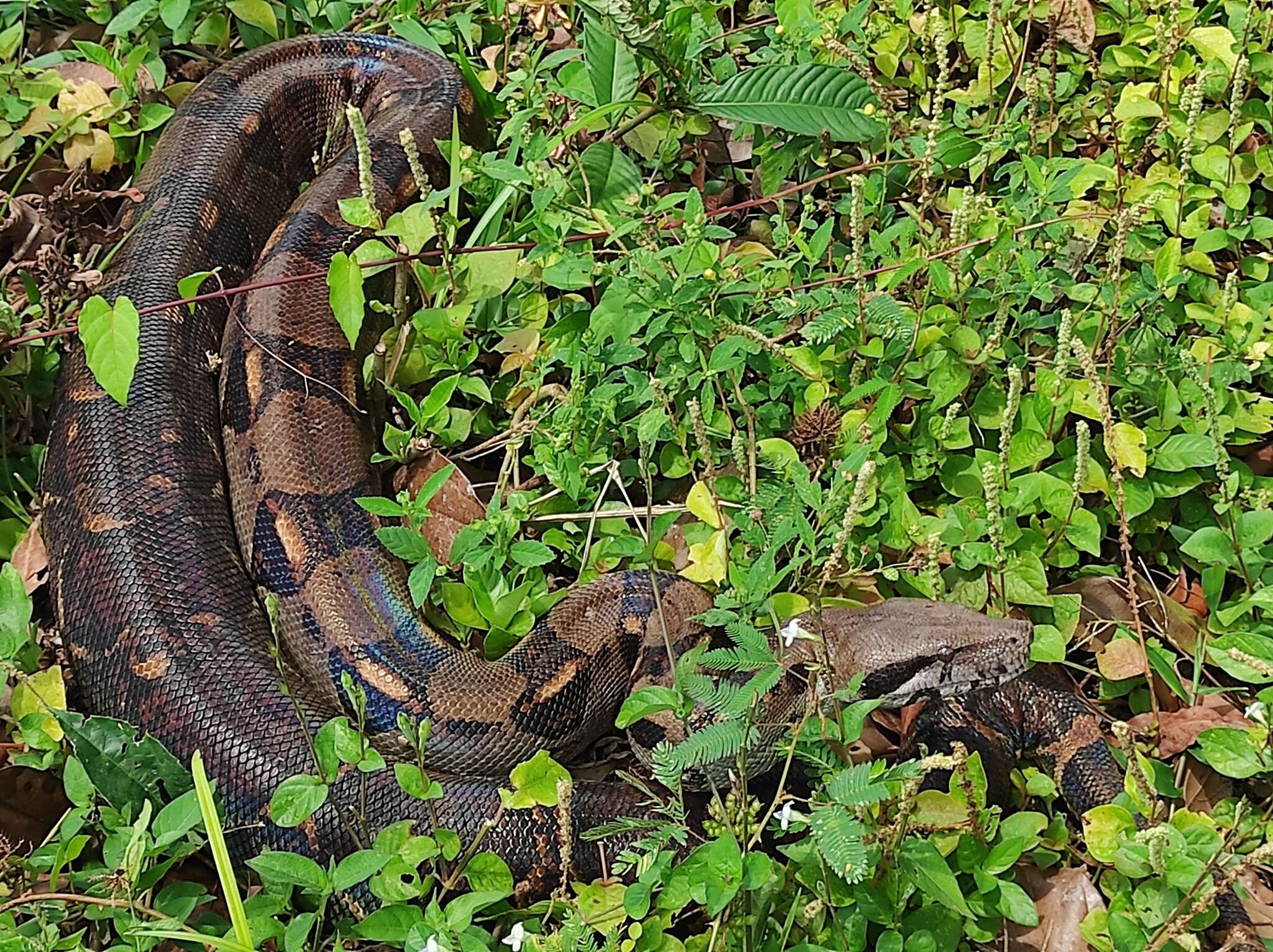 Image of Arabesque Boa