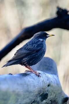 Image of Spotless Starling