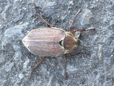 Image of chestnut cockchafer