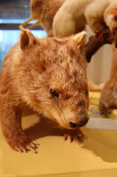 Image of Bare-nosed Wombats