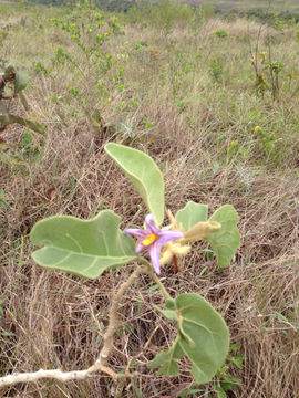 Image of <i>Solanum lycocarpum</i>