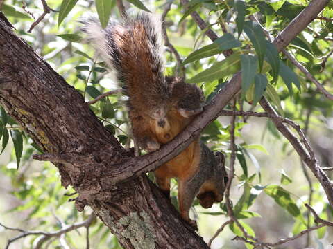 Image of Arizona Gray Squirrel