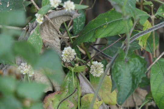 Image of sessile joyweed